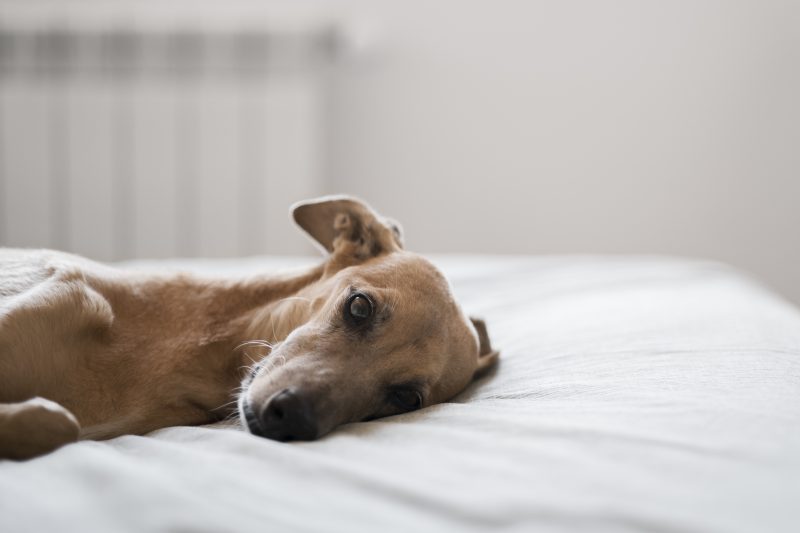 Pet deitado em cima de cama com lençol branco 