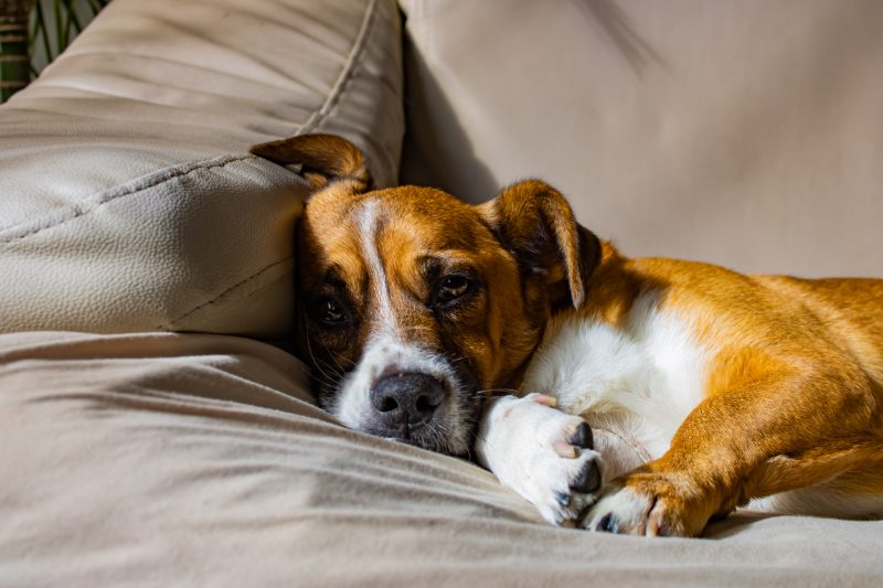 Onde os cachorros devem dormir: cachorro deitado em cima de sofá 