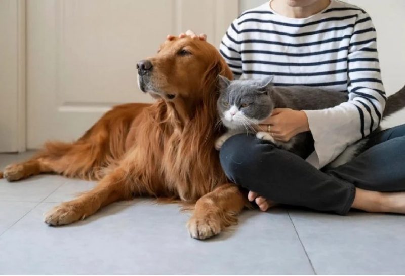 Cadastro nacional de animais domésticos: cachorro e gato com tutora 