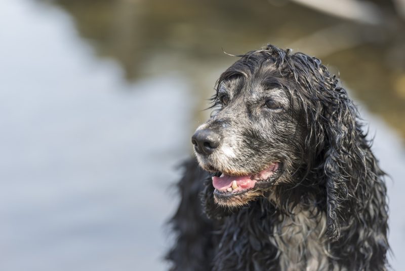 Cachorros ficam idosos segundo pesquisa