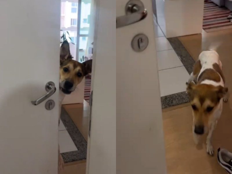 A montagem mostra o cachorro porteiro abrindo a porta e recebendo a tutora em casa 