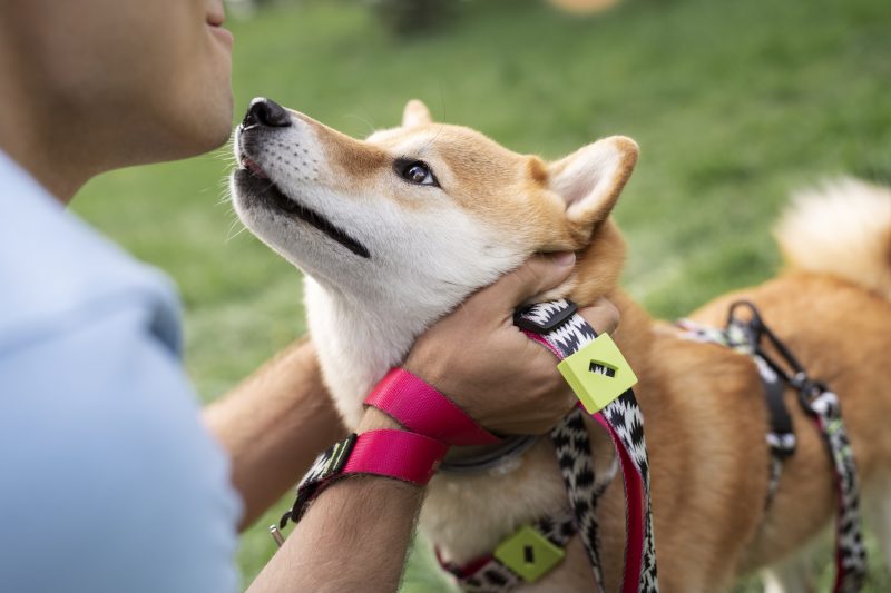 Como não acariciar cachorros: pet recebendo carinho de tutor 