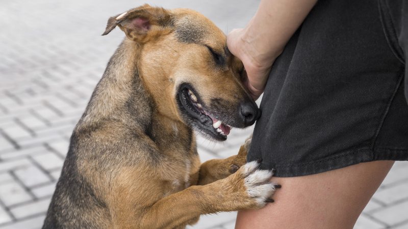 Como não acariciar cachorro: pet recebendo carinho de tutor 