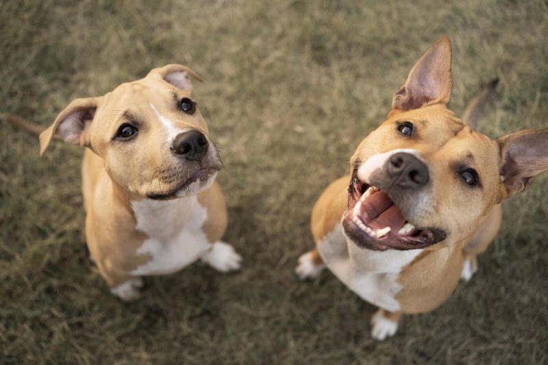 Dois cachorros olhando para a câmera que está acima deles