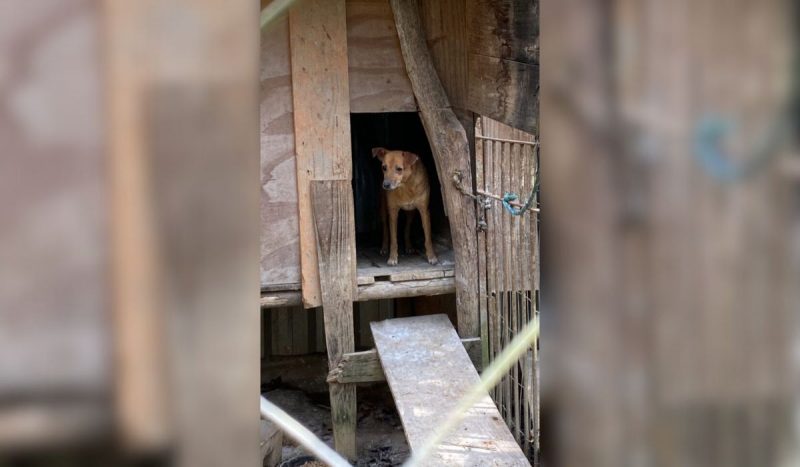 Cão vítima de maus tratos animais