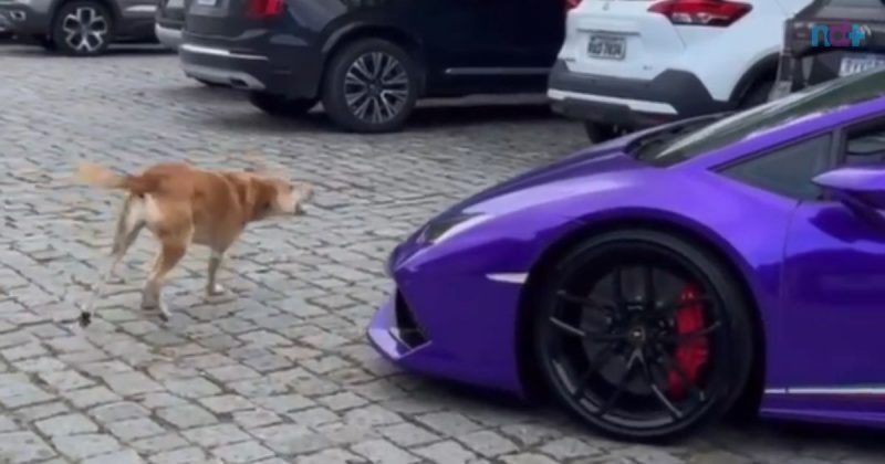 foto de Berlim, o vira-lata Caramelo que odeia Lamborghini, em Balneário Camboriú