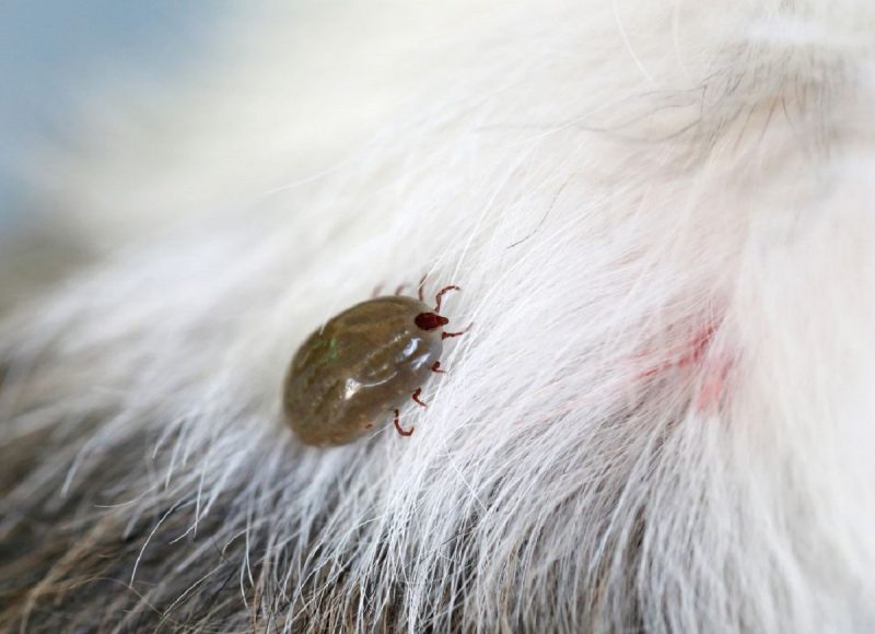 Carrapato em pelo de cachorro