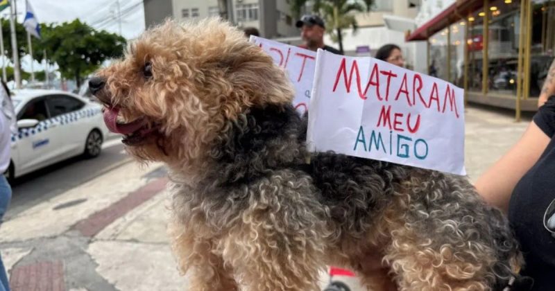 Cachorro com placa de "mataram meu amigo", durante manifestação sobre caso de Thor, cão morto a tiros em BC 