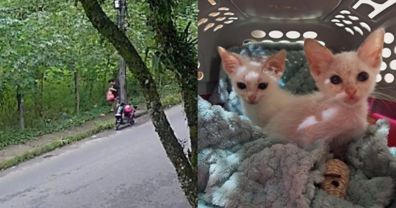 Apolo e Penélope, gatos abandonados por motociclista em rua de Joinville