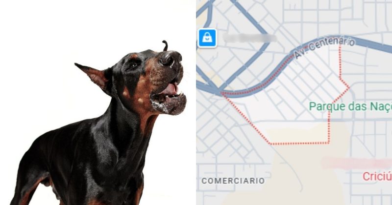 Montagem que mostra um cachorro e um mapa 