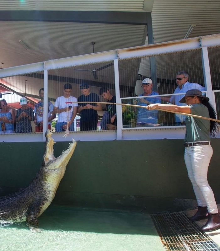 Crocodilo sendo alimentado em refúgio para animais 