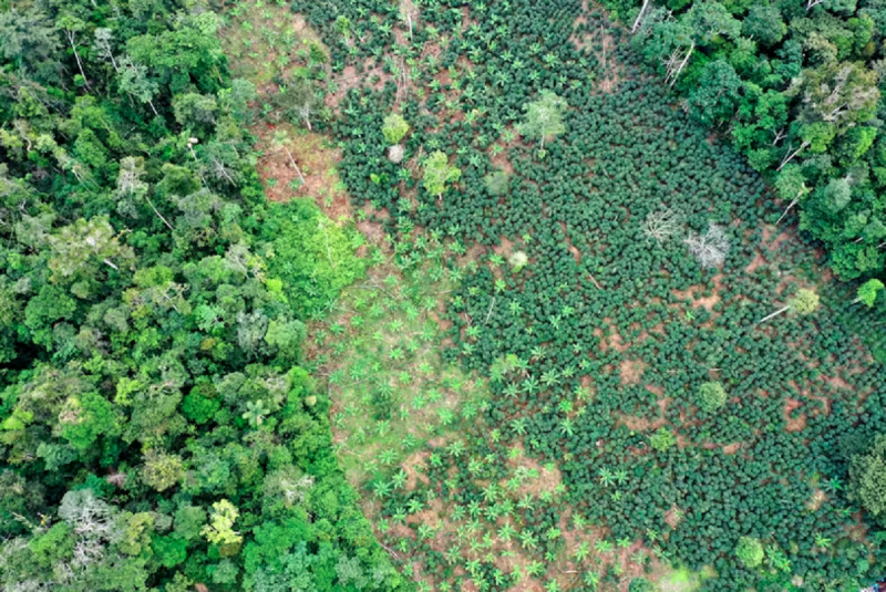 Uma área dentro do Alto Mayo que foi explorada para agricultura. O desmatamento continua sendo uma ameaça persistente na região.