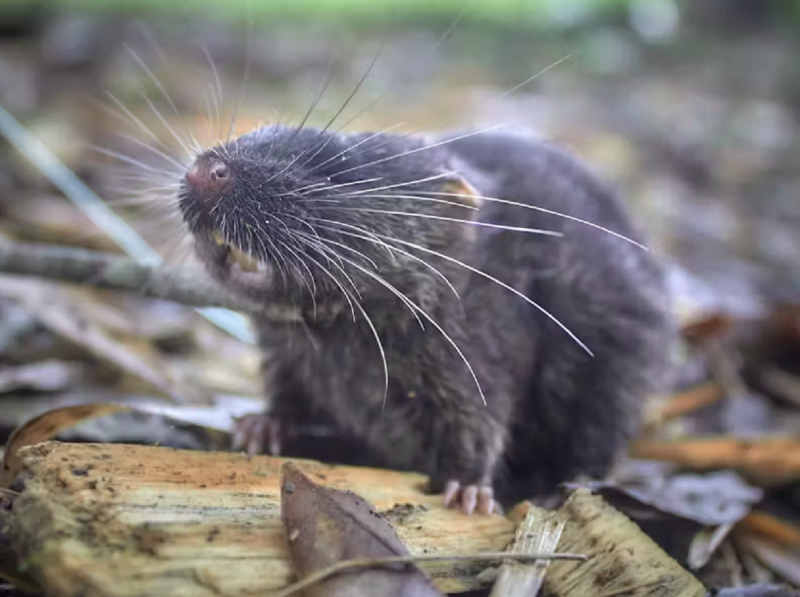 Foto de uma espécie semiaquática de Rato Anfíbio encontrado no Peru