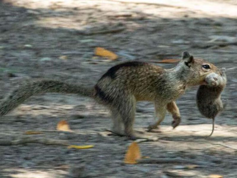 A imagem mostra esquilos carnívoros da Califórnia, Estados Unidos 