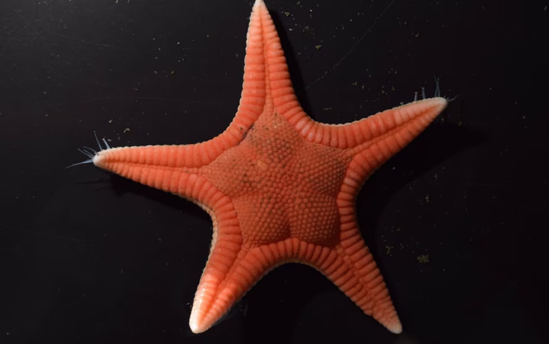 Nova espécie de estrela-do-mar encontrada no Japão