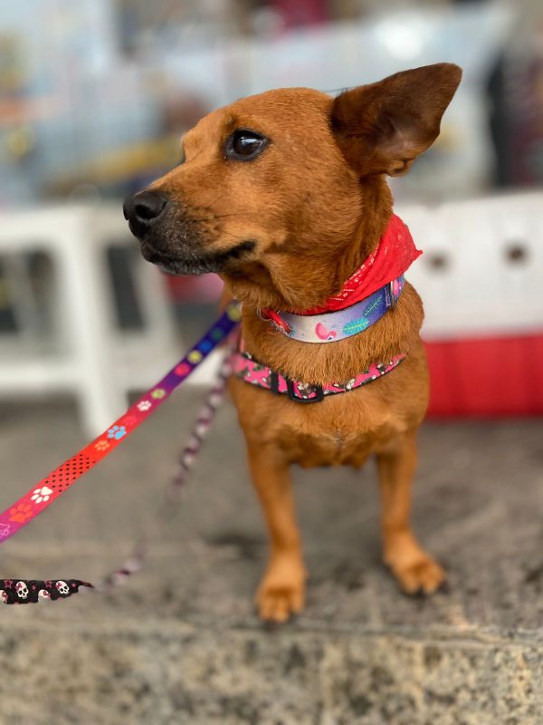 Cachorrinha resgatada com coleira e bandana 