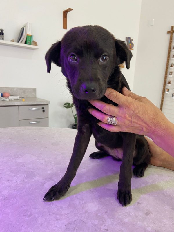 Histórias emocionantes de resgate: cachorro filhote em cima de mesa de veterinário