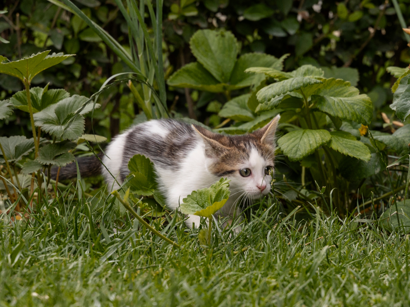 A imagem mostra um gato no jardim.