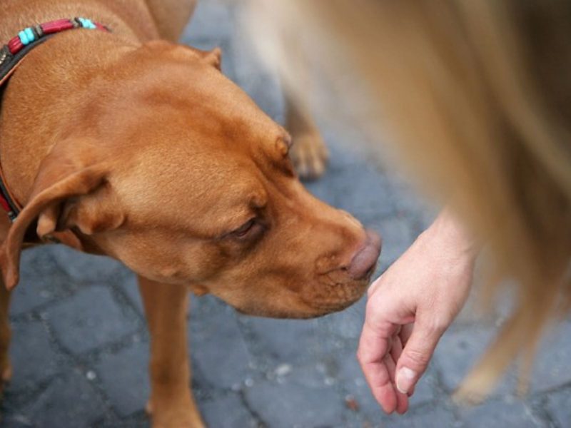 A imagem mostra um cachorro cheirando a mão de uma mulher.