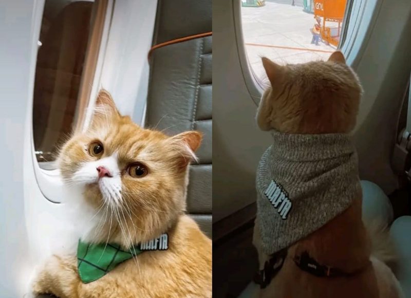 A imagem mostra o influencer ravioli, um gato na janela de avião 