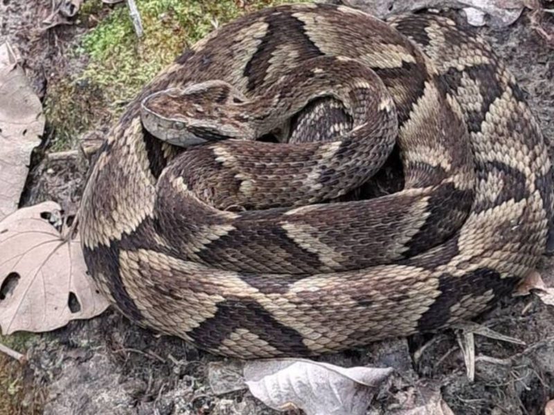 A imagem mostra a jararaca rara encontrada no acampamento.