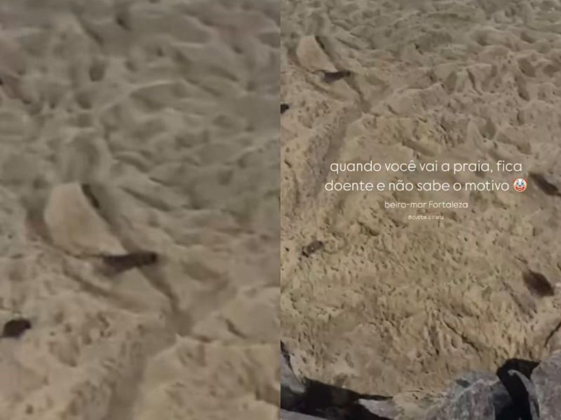 A imagem mostra os ratos passeando na areia da praia.