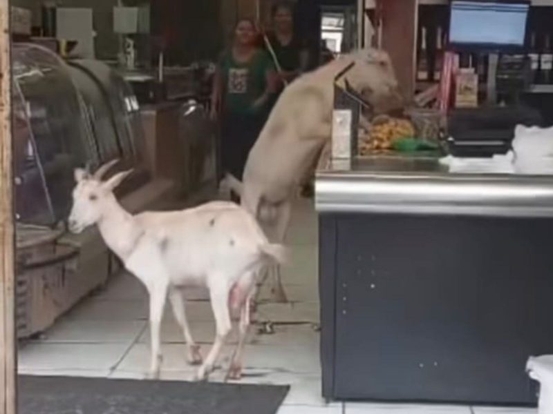 A imagem mostra a dupla de cabritos comendo doces na padaria.
