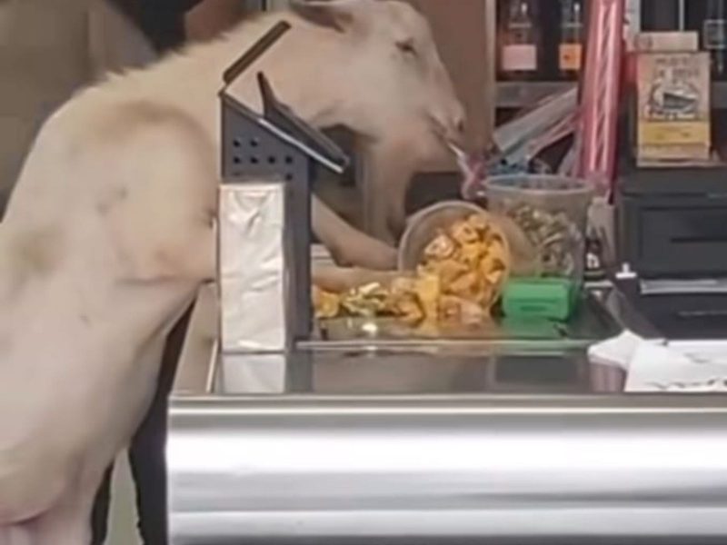 A imagem mostra a cabra comendo doces.