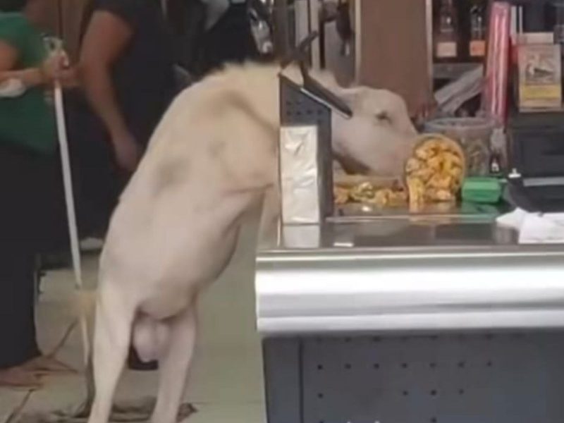 A imagem mostra um dos cabritos comendo paçoquinhas.