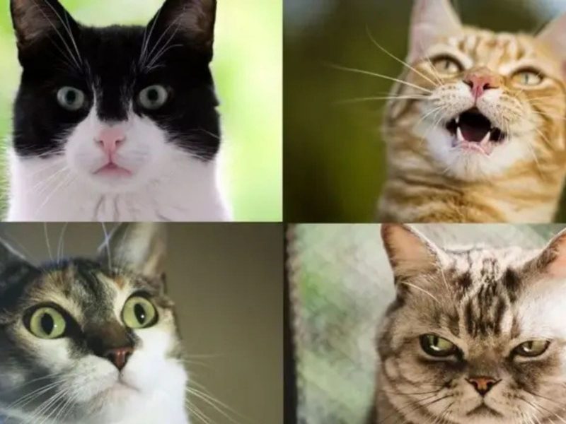 A imagem mostra gatos com diferentes expressões faciais.