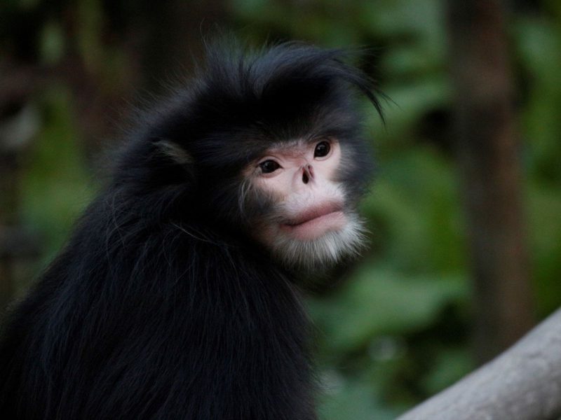 A imagem mostra a espécie de macaco com nariz achatado.