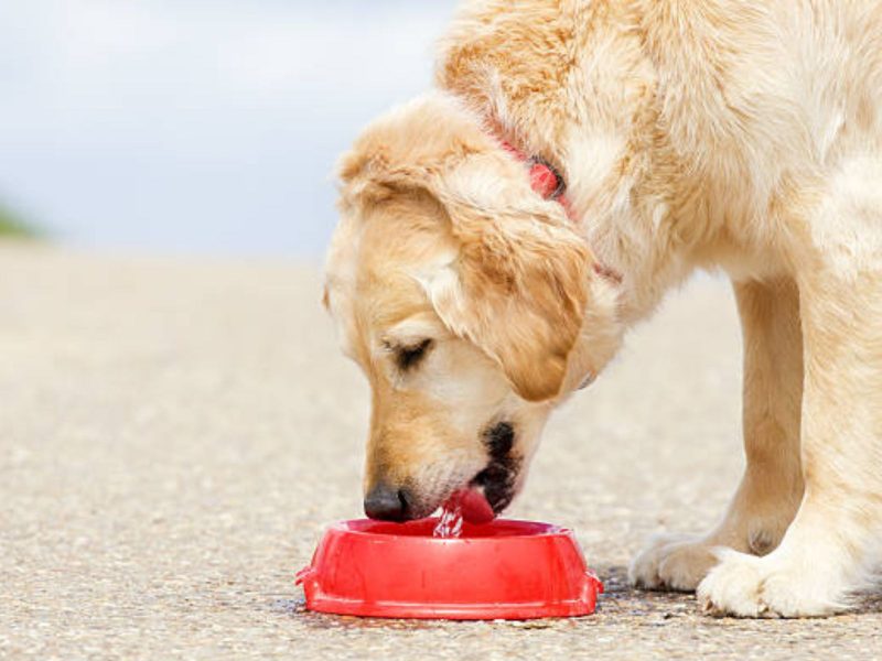 A imagem mostra um cachorro, um dos pets no verão que precisam de cuidados especiais.