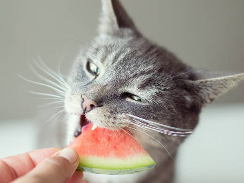 A imagem mostra um gato comendo melancia.