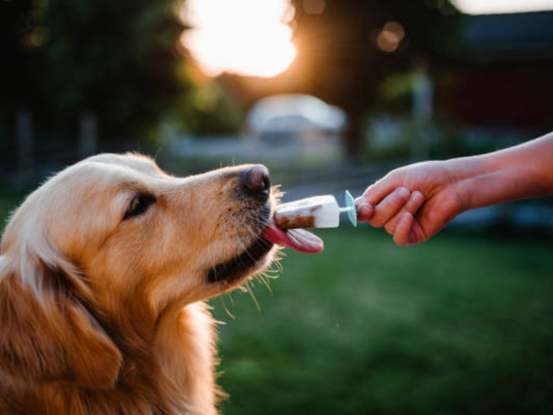 A imagem mostra um cachorro comendo picolé.