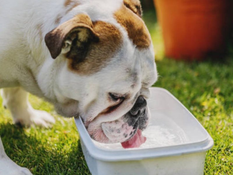 A imagem mostra um cão bebendo água.