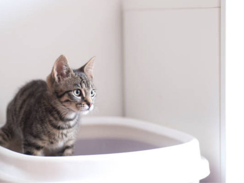 A imagem mostra um gato em uma caixa de areia.