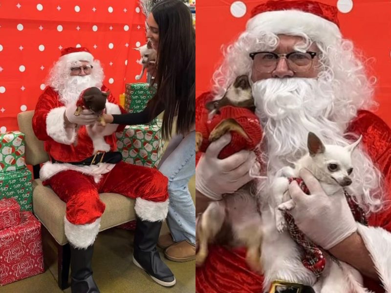 A imagem mostra o Papai Noel tirando a foto com os cachorros sem espírito natalino.