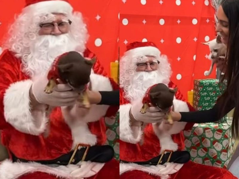 A imagem mostra o Papai Noel e os chihuahuas.