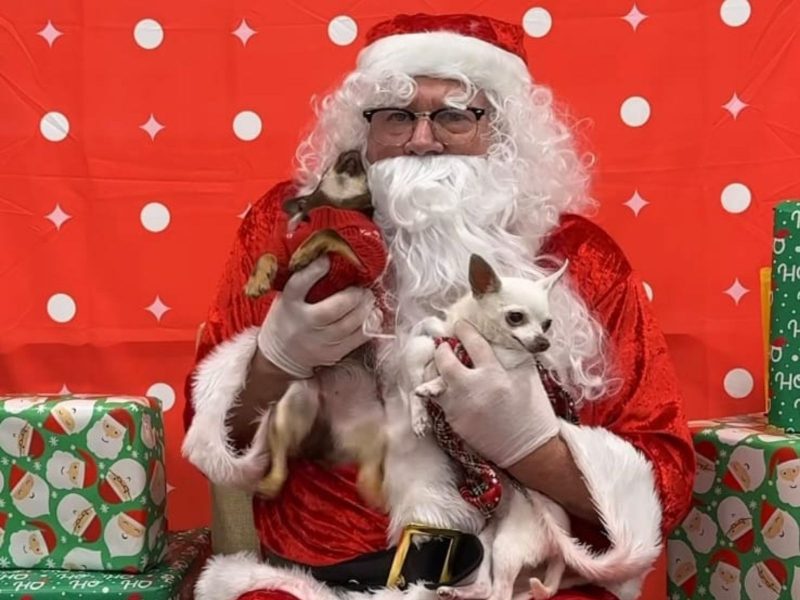 A imagem mostra a foto tirada dos cães e do Papai Noel.