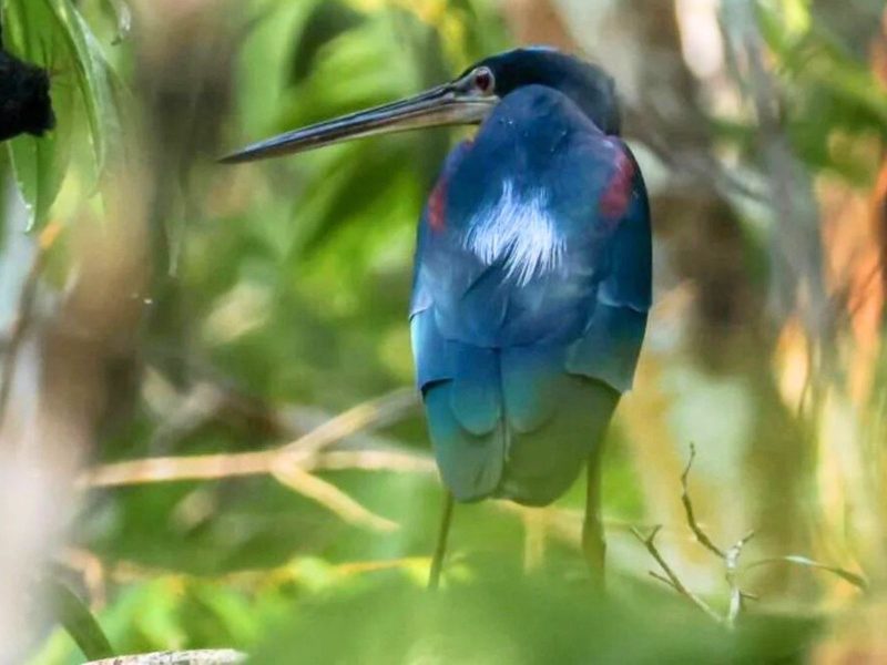 A imagem mostra uma ave rara fotografada na floresta amazônica.