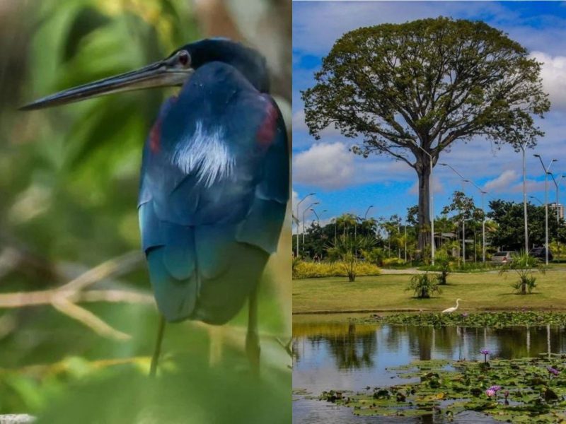 A imagem mostra a ave rara flagrada pela primeira vez na região do Parque Estadual do Utinga Camillo Vianna, no Pará.