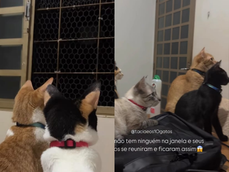 A imagem mostra os gatos sensitivos encarando a janela.