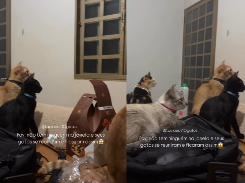 A imagem mostra a família de gatos observando a janela.