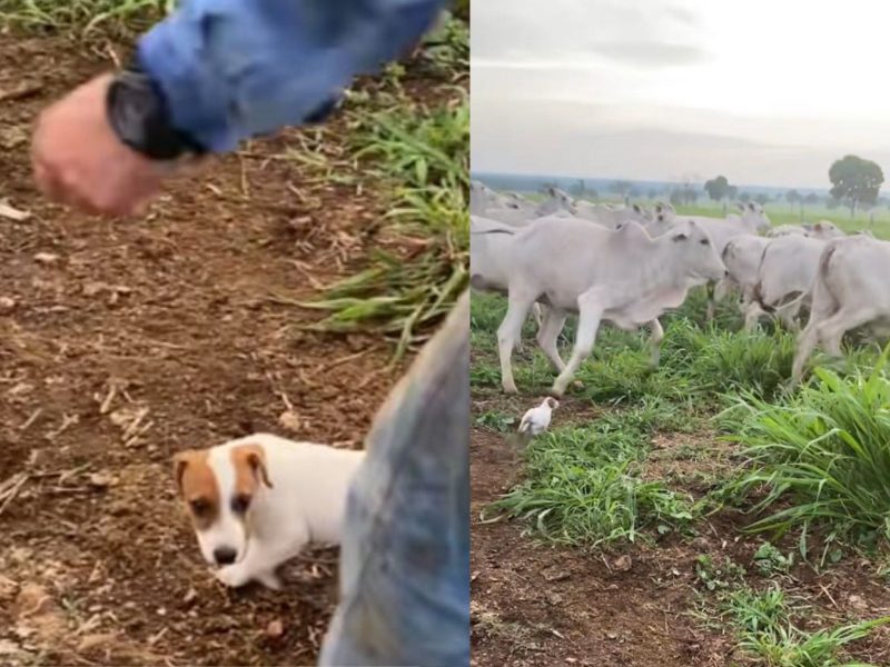 A imagem mostra o "filhote do agro" e a boiada.