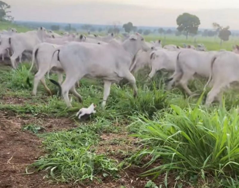 A imagem mostra o cãozinho guiando o gado.