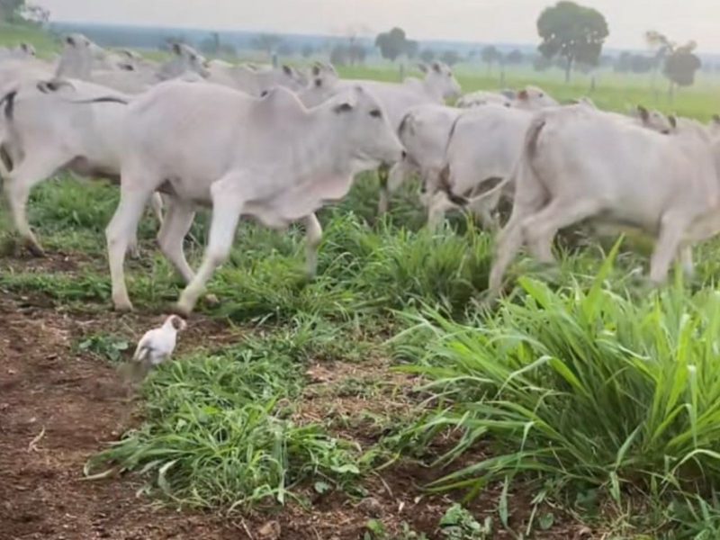 A imagem mostra o cachorro guiando o gado.