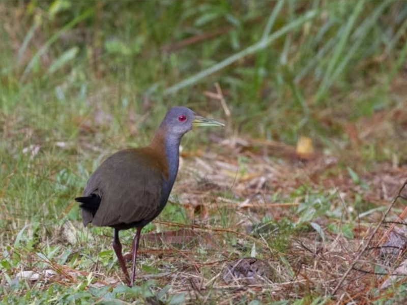 A imagem mostra uma das aves registradas no estudo.