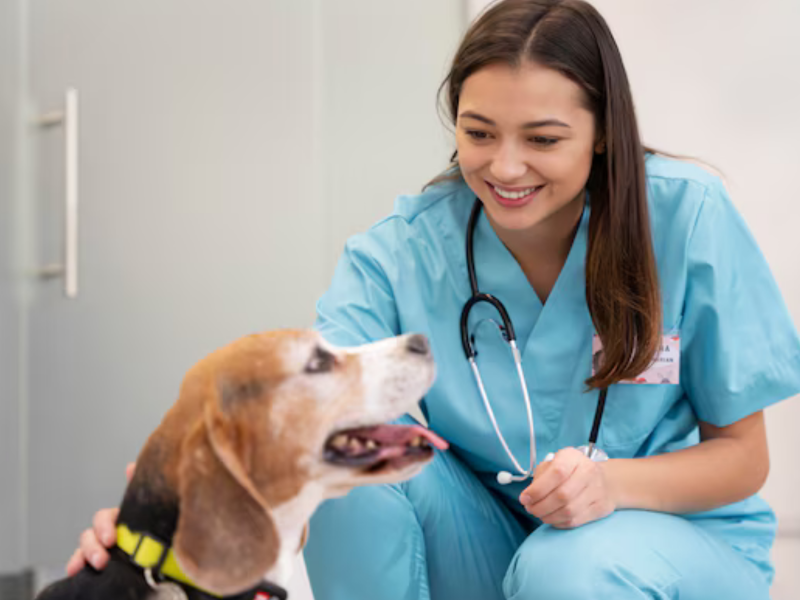 A imagem mostra um cão e uma veterinária.