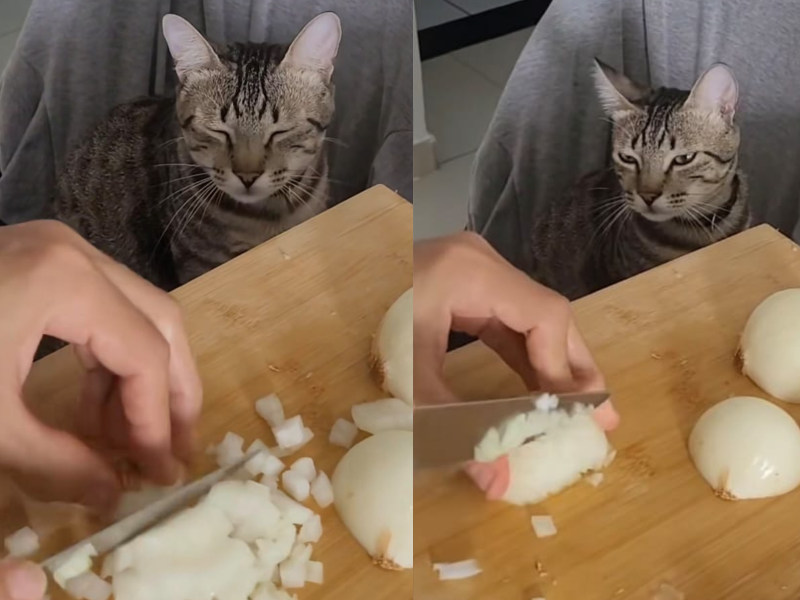 A imagem mostra o gato Pitico chorando durante corte de cebolas.