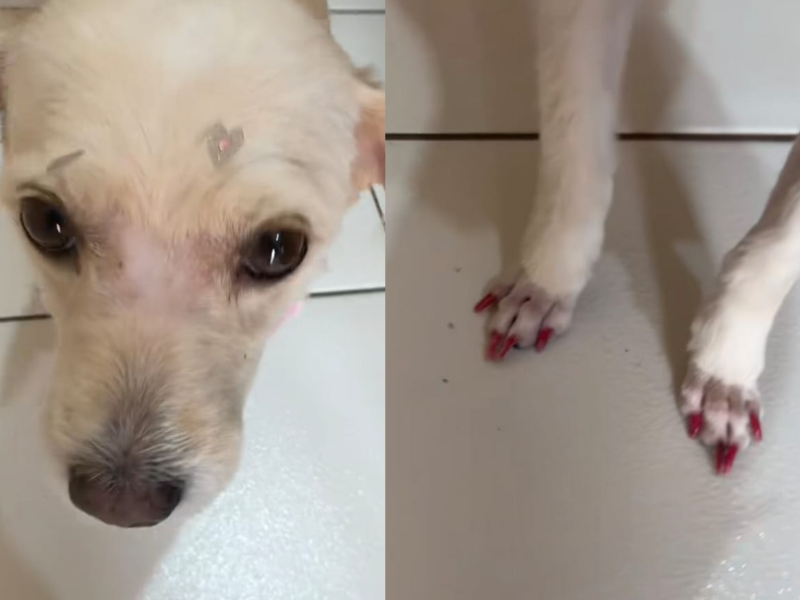 A imagem mostra o animal com as unhas pintadas.